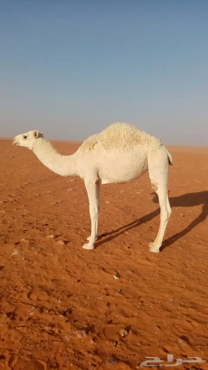 حشو قصب قعدان وبكره 0