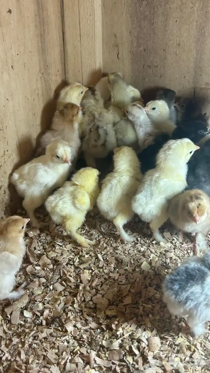 للبيع صيصان دجاج براهما 2