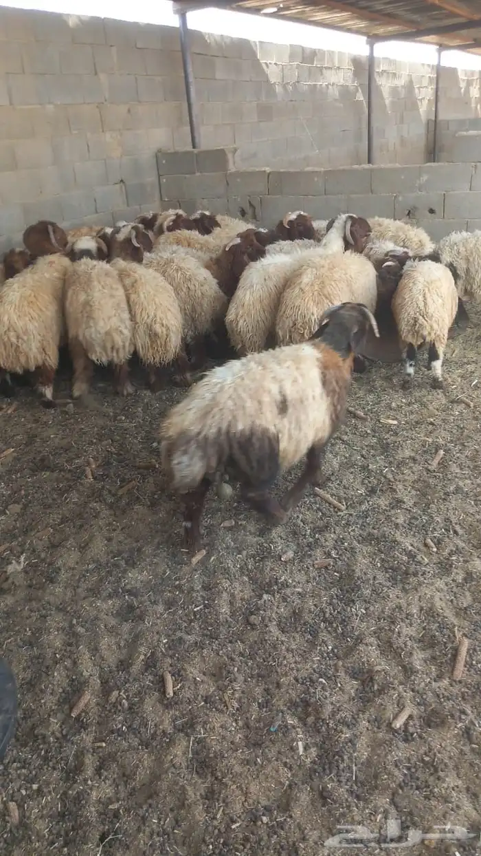 للبيع عدد 28 خروف نعيمي 7شهور وفوق طيبة بالحيل 1