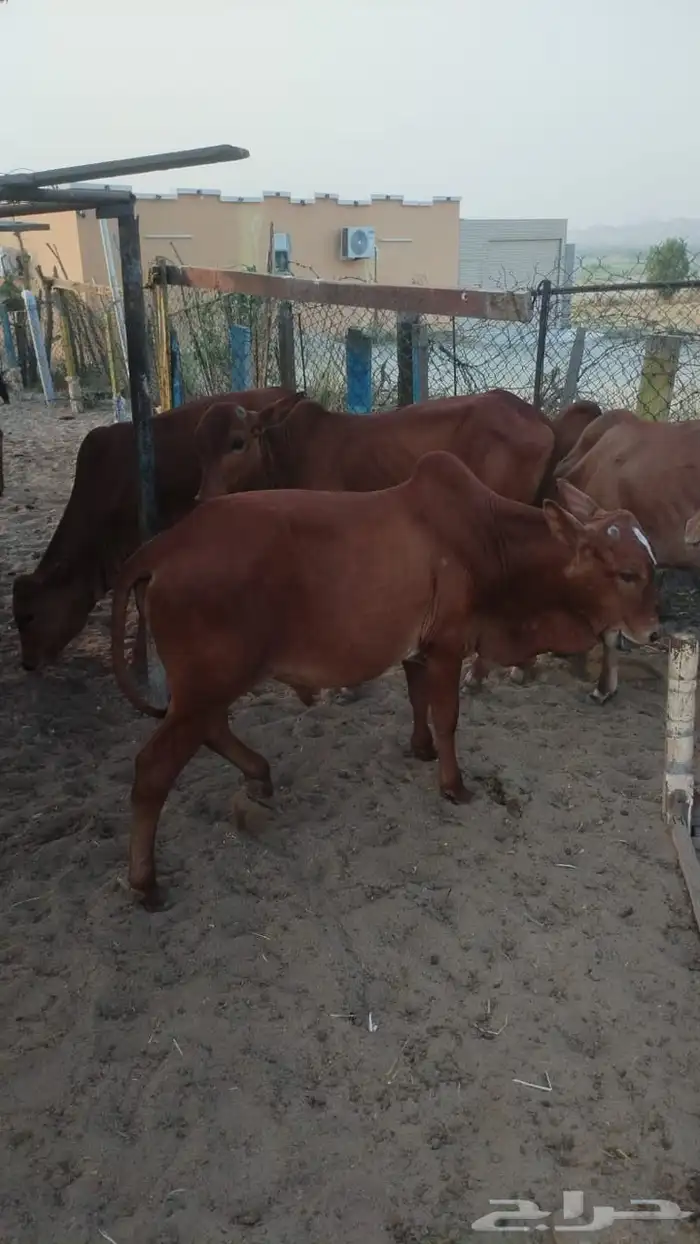 القنفذة القوز 1