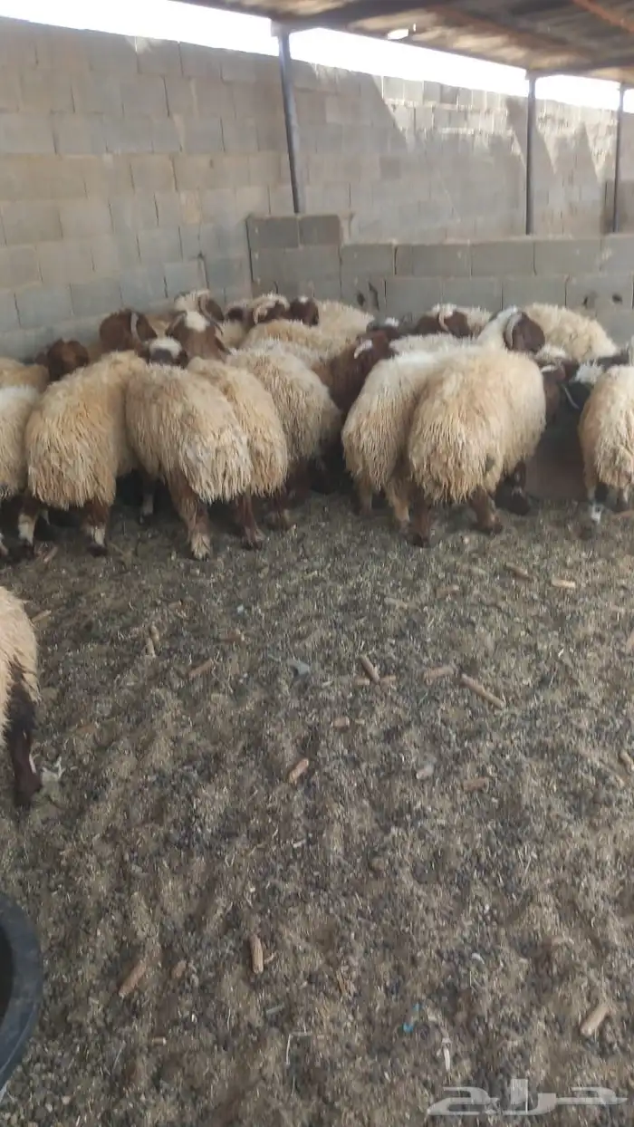 للبيع عدد 28 خروف نعيمي 7شهور وفوق طيبة بالحيل 5