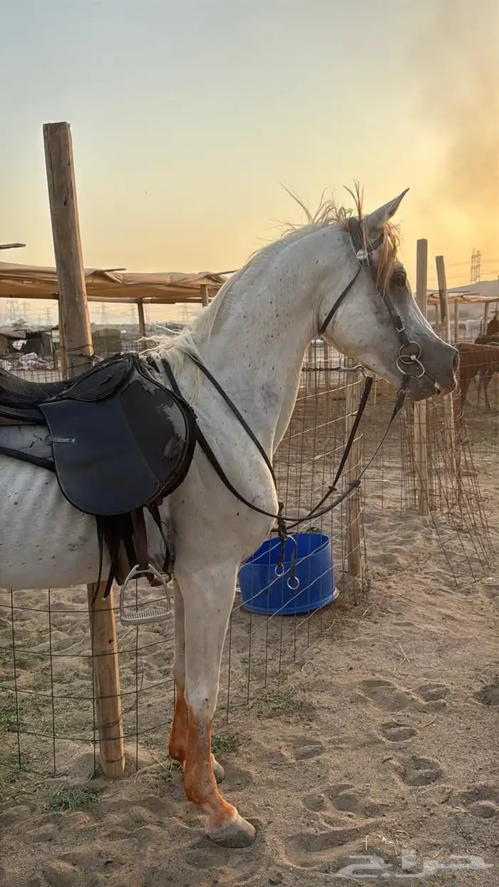 البيع حصان شعبي طرب 0
