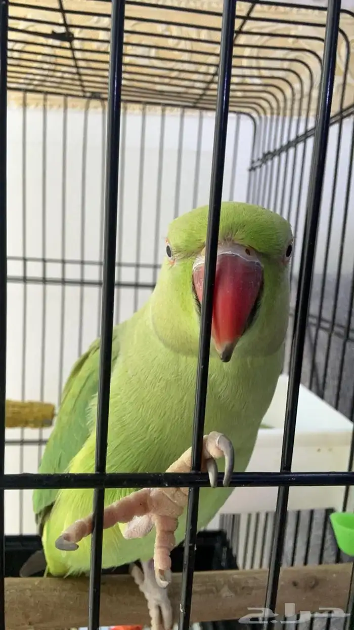 ببغاء درة هندي 0