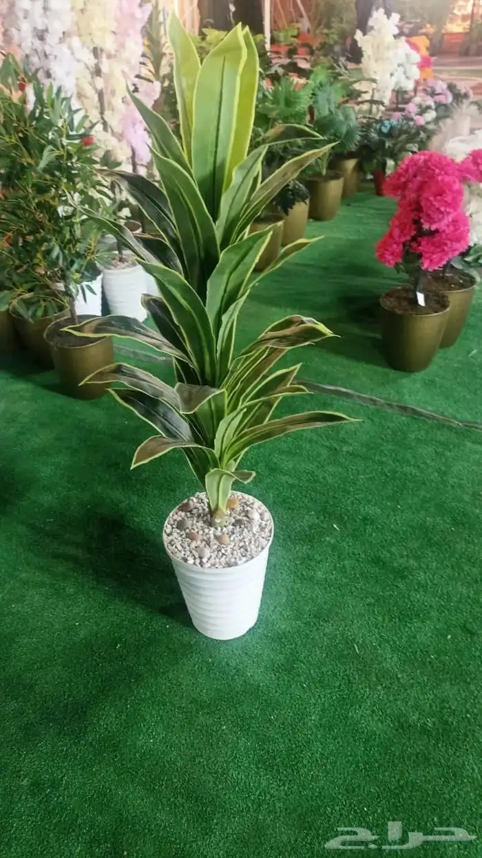 أشجار جملة 21