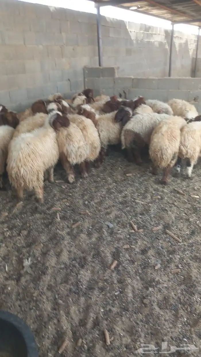 للبيع عدد 28 خروف نعيمي 7شهور وفوق طيبة بالحيل 2