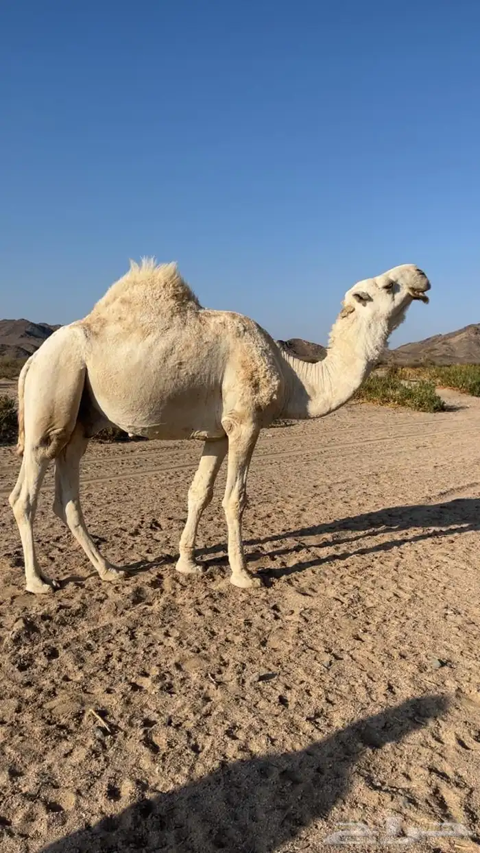 للبيع بعير كفو 1