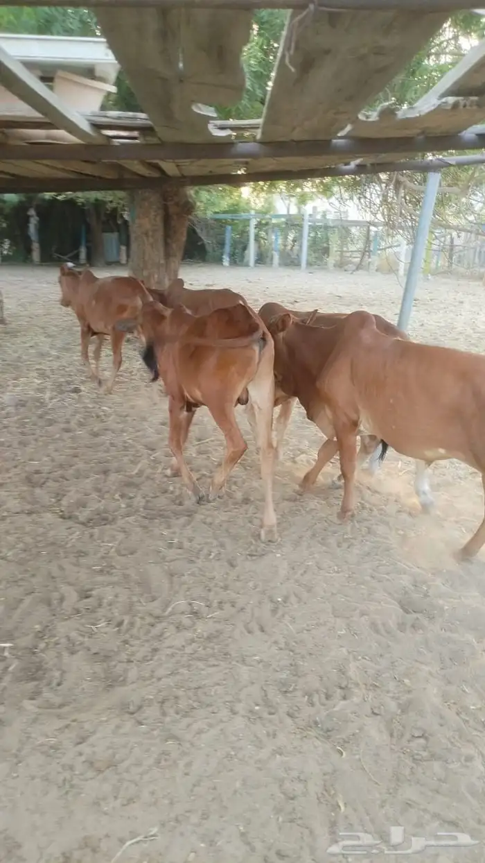القنفذة القوز 2