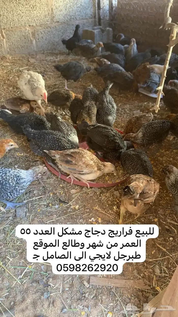 للبيع فراريج دجاج مشكل العدد55 0