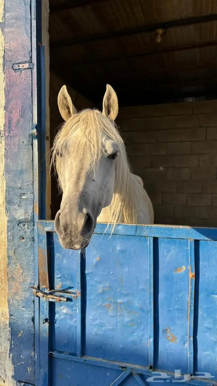 حصان شعبي فاخرر 14