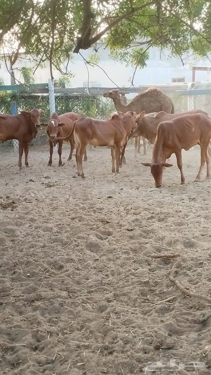 القنفذة القوز 3