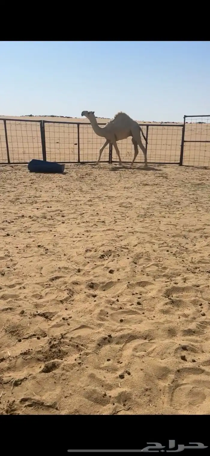 قعود فحل كفو جده مضيم وابوه موجود 0