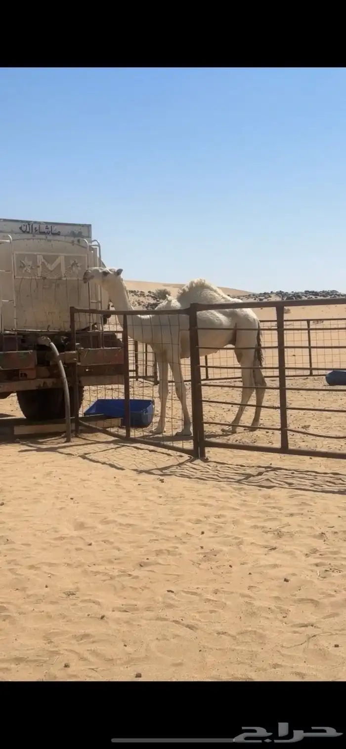 قعود فحل كفو جده مضيم وابوه موجود 1