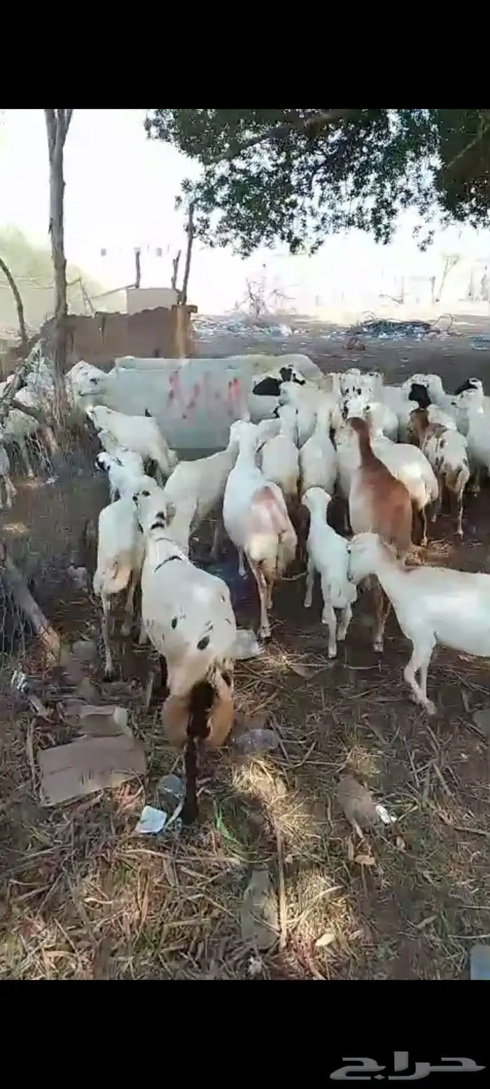 ضأن رفيديات مناتيج وقرايب العدد100راس مراح واحد مضمونه 2