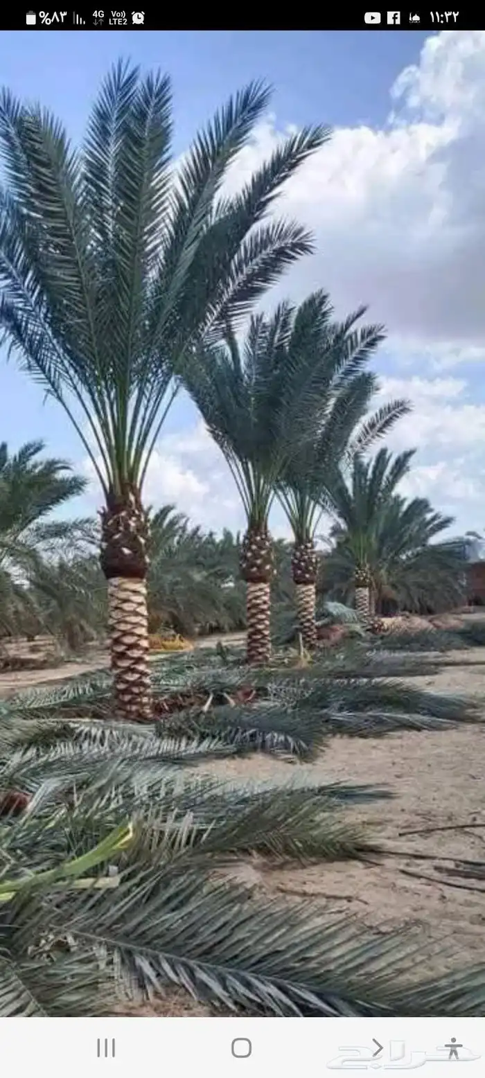 تنسيق الحديق أشجار الزهور الزراعه النخل في الدمام القطيف تا 4