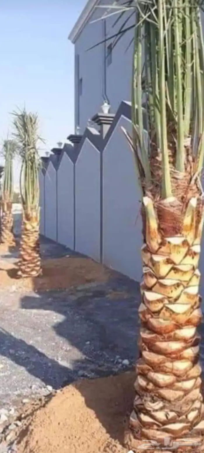 تكريب النخل وقص الشجار 0