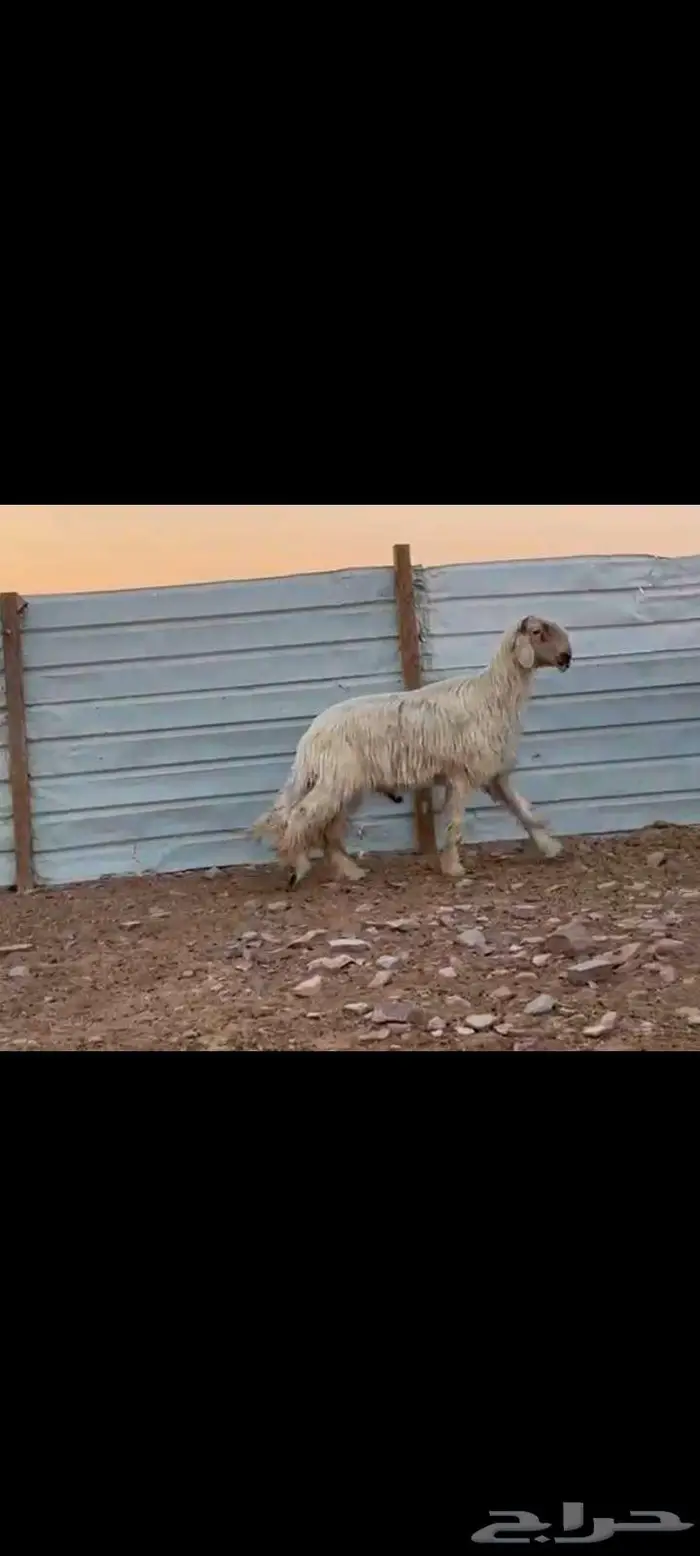 فحل نجدي ابيض خصم مشروط وولده مشروع فحل 0