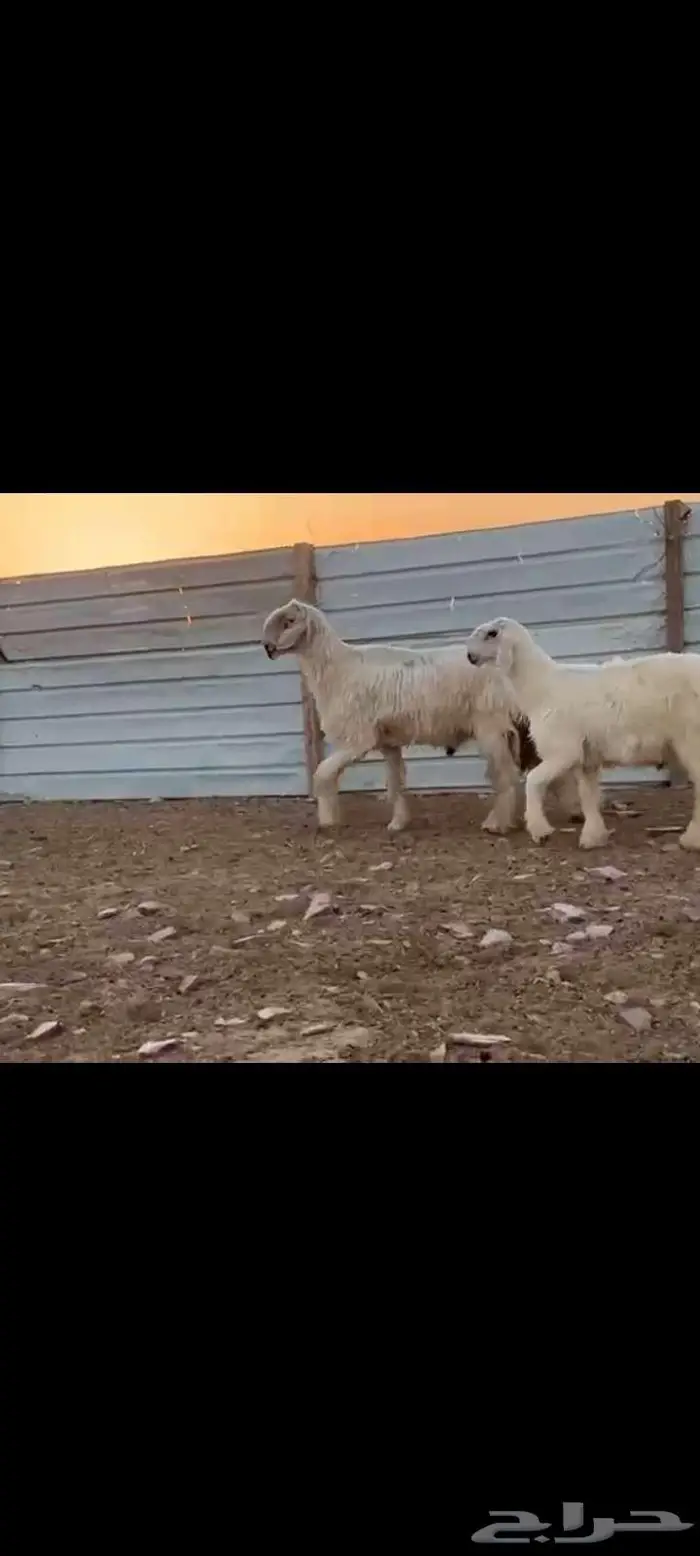 فحل نجدي ابيض خصم مشروط وولده مشروع فحل 3