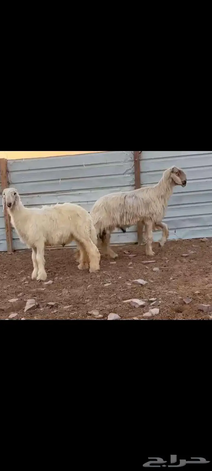 فحل نجدي ابيض خصم مشروط وولده مشروع فحل 4