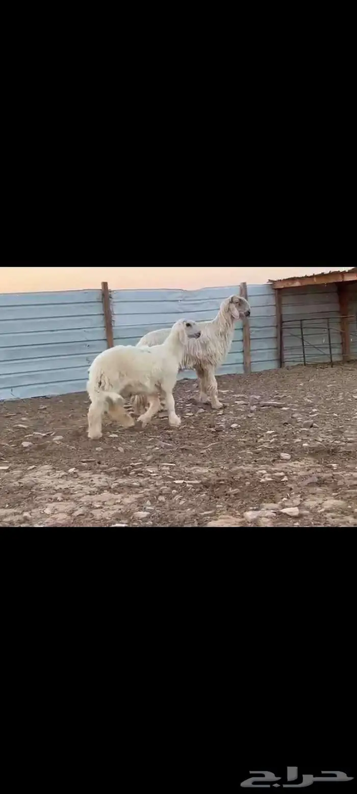 فحل نجدي ابيض خصم مشروط وولده مشروع فحل 6