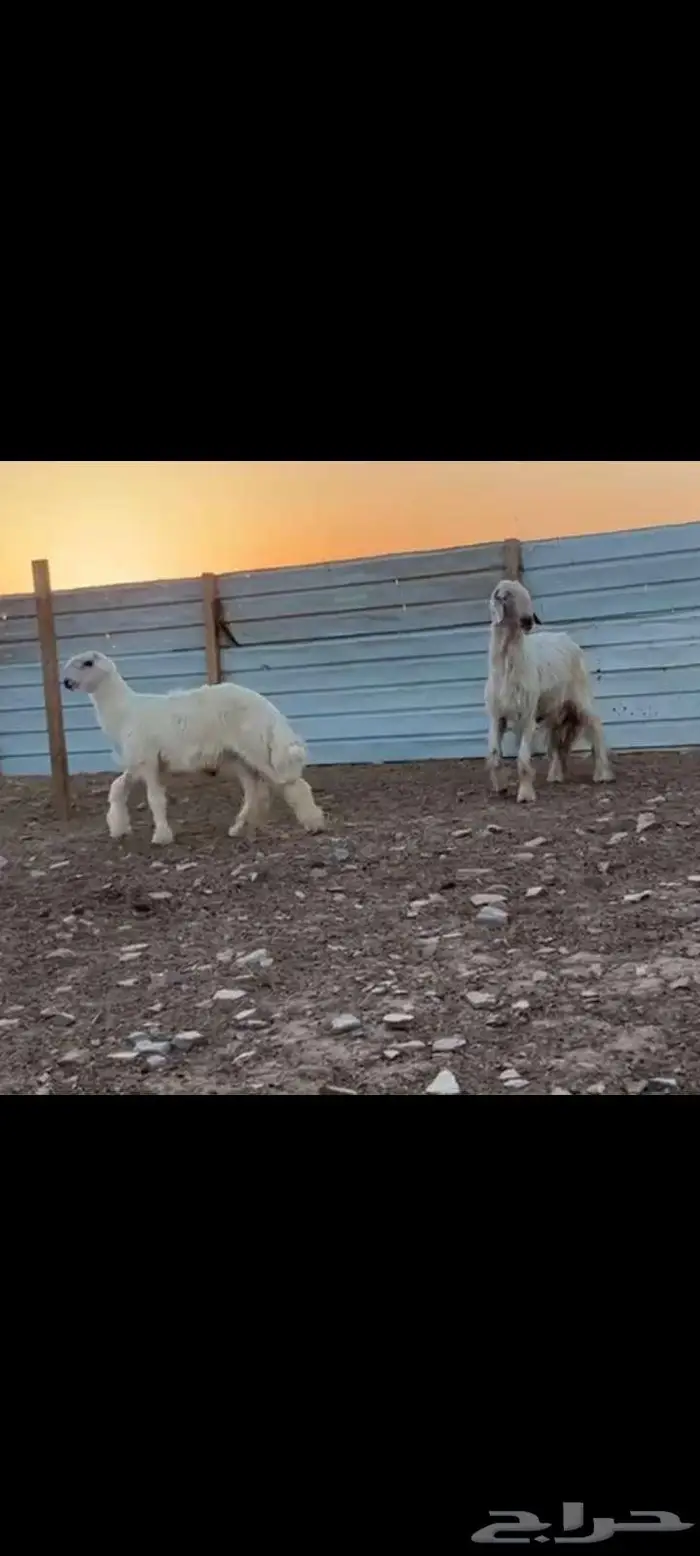 فحل نجدي ابيض خصم مشروط وولده مشروع فحل 7