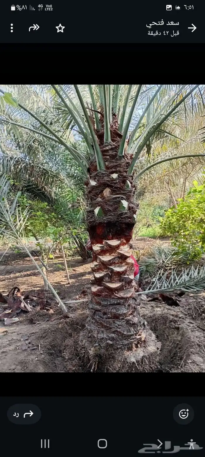 تنسيق الحديق أشجار الزهور الزراعه النخل في الدمام القطيف تا 8
