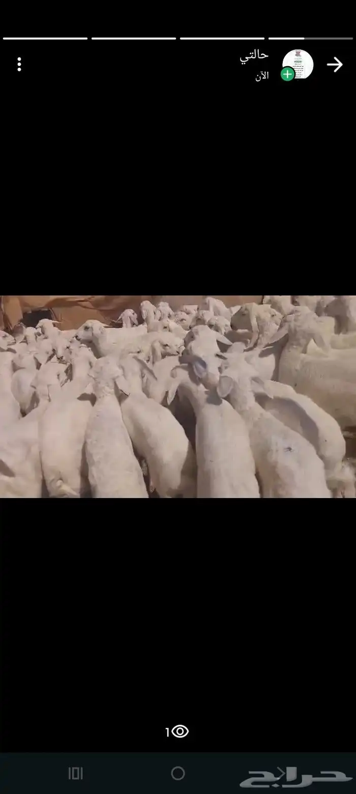 بهم تربيه العدد 80 فيه رخال 15 فقط 2