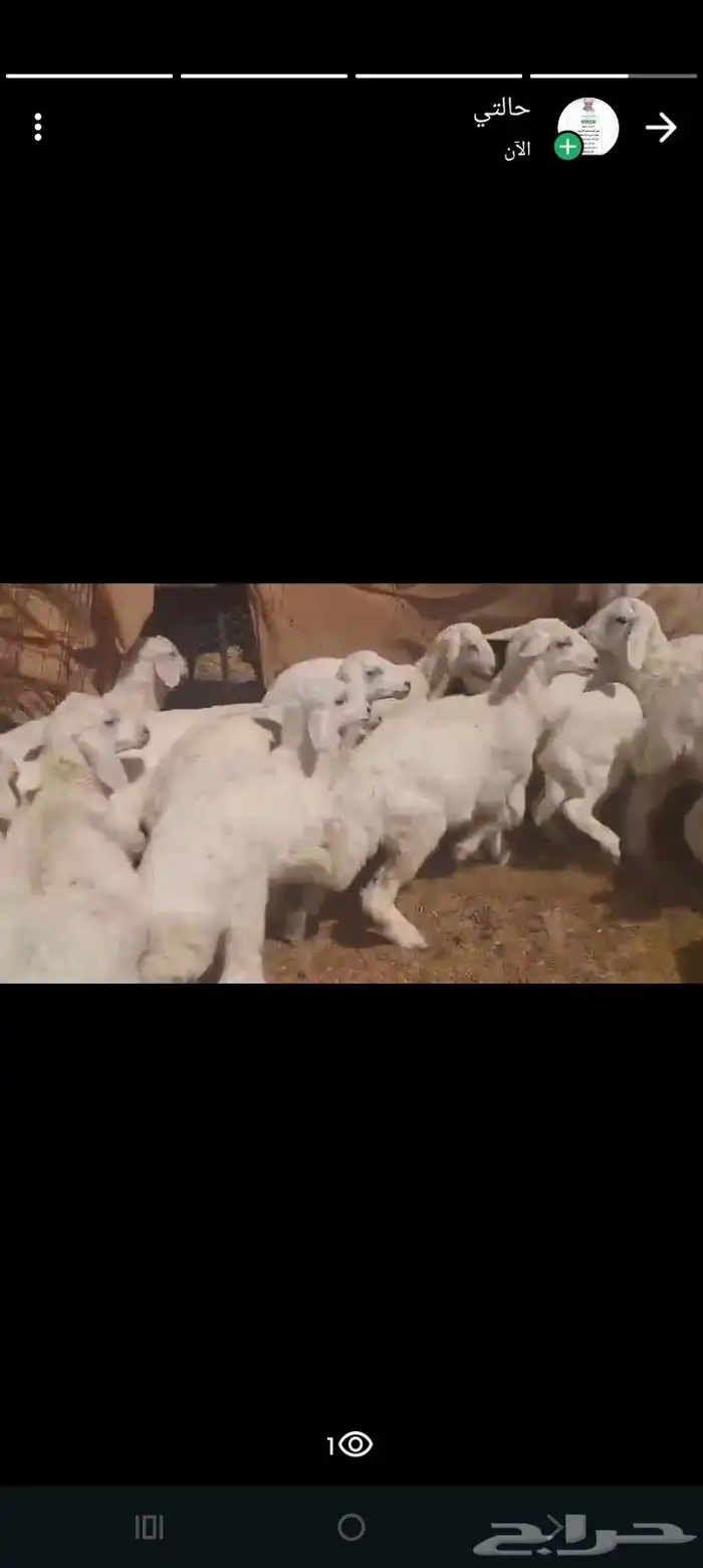 بهم تربيه العدد 80 فيه رخال 15 فقط 0