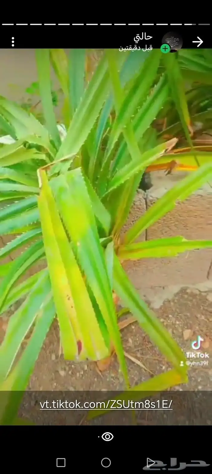 شتلات الكادي العطري 3