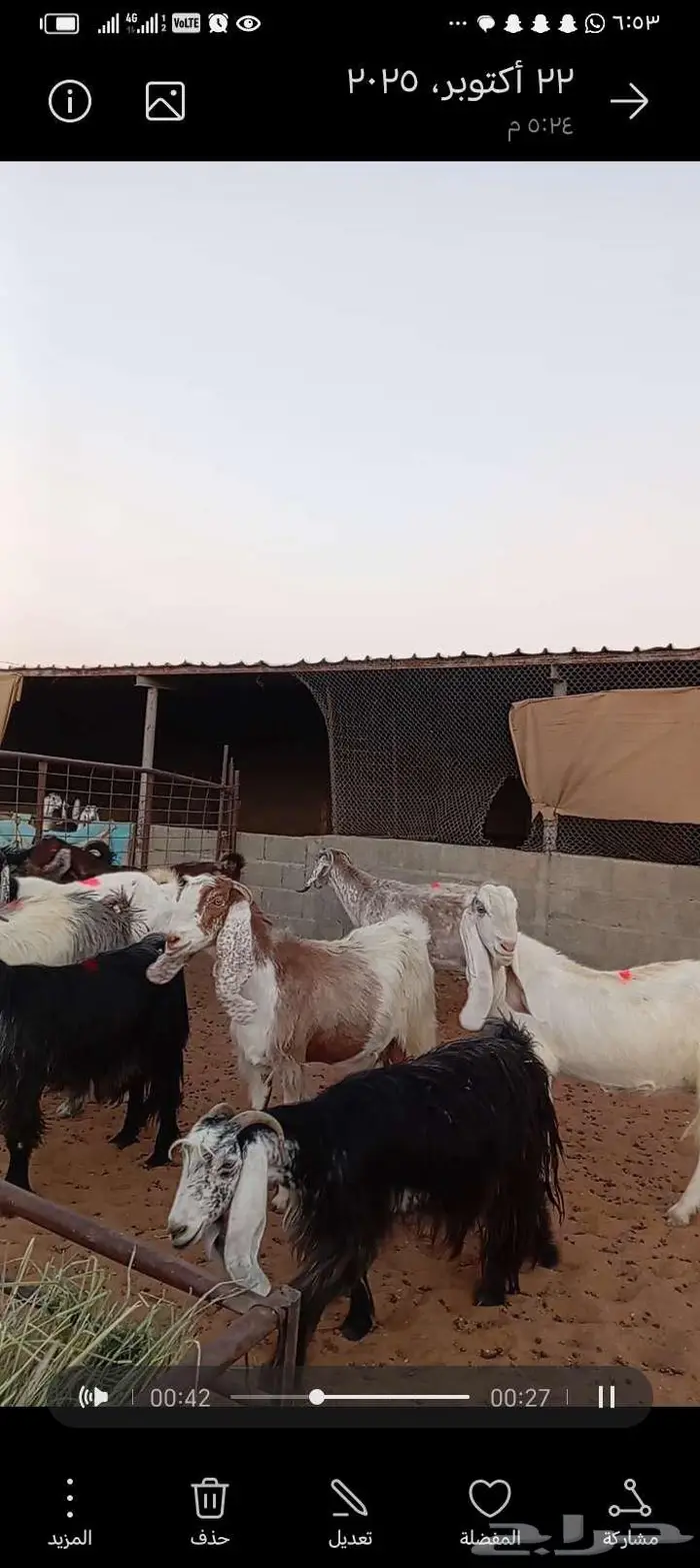للبيع معزا مشاريك طيبه 3عوارض 1