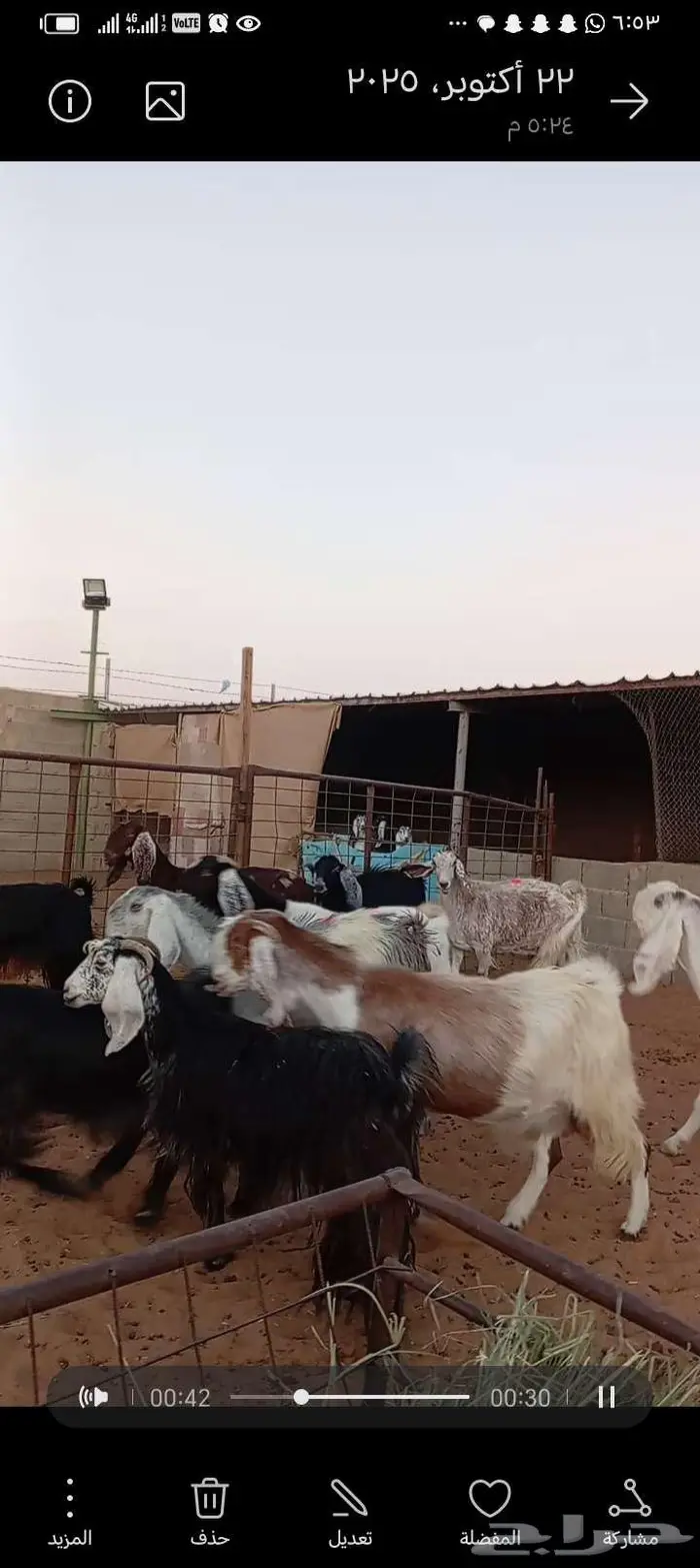 للبيع معزا مشاريك طيبه 3عوارض 3