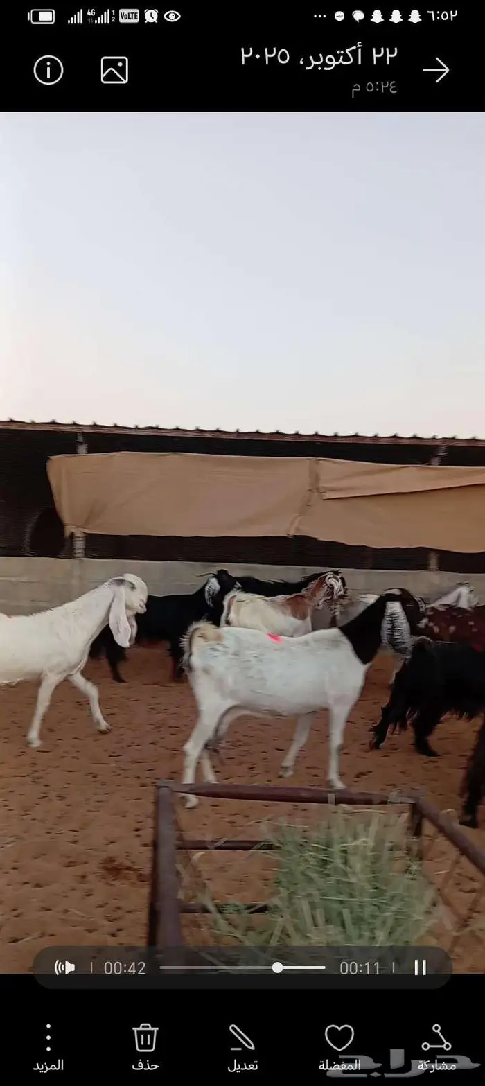للبيع معزا مشاريك طيبه 3عوارض 5