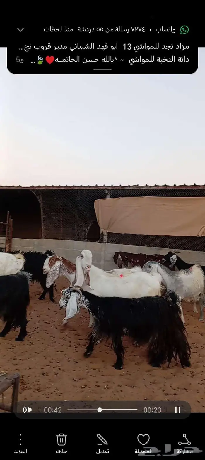 للبيع معزا مشاريك طيبه 3عوارض 6