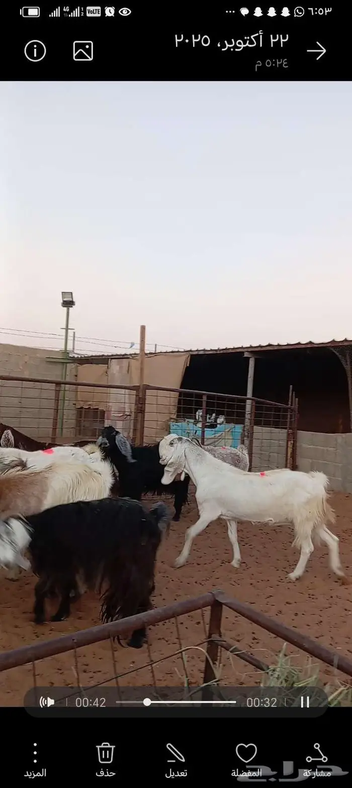 للبيع معزا مشاريك طيبه 3عوارض 7