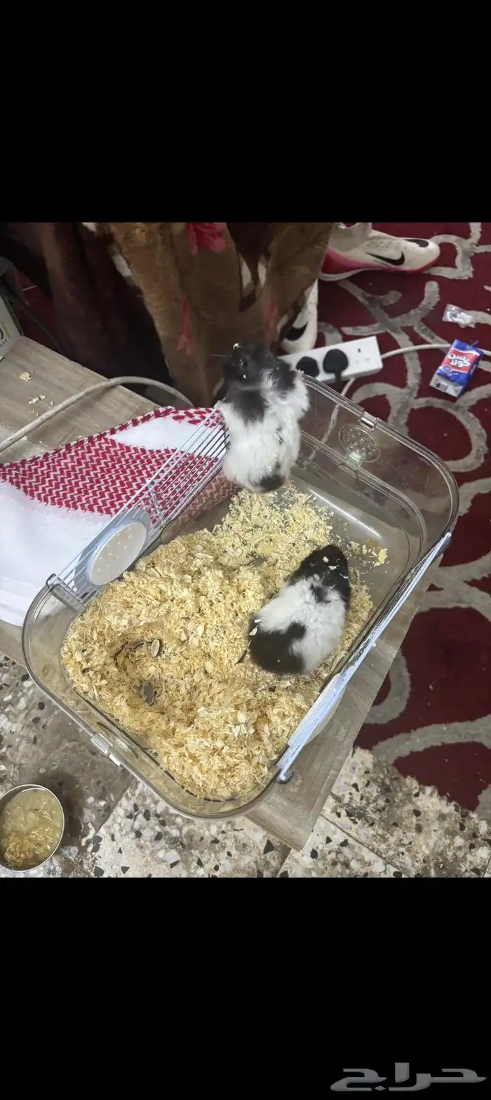 هامستر اثنين روسي ذكر 0