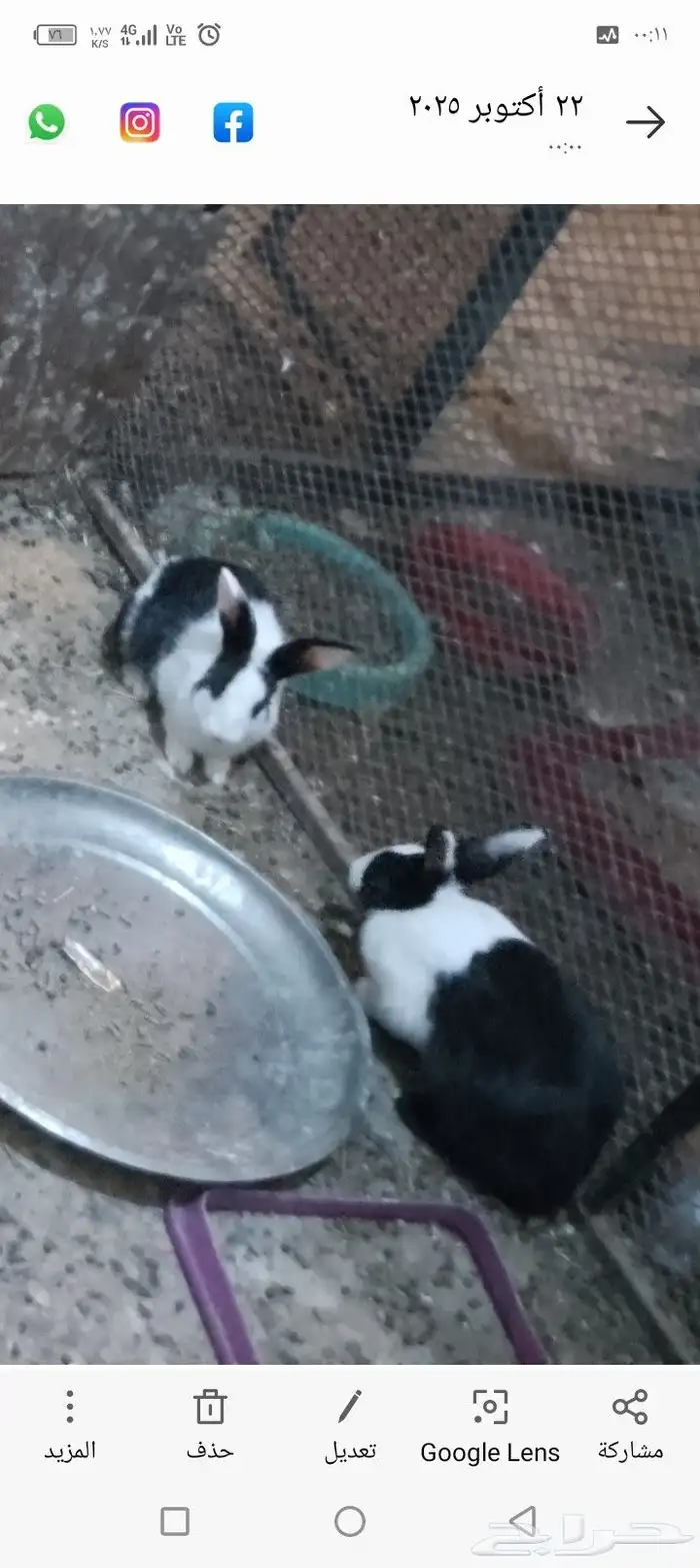 ذكور ارانب للبيع كبيره 3