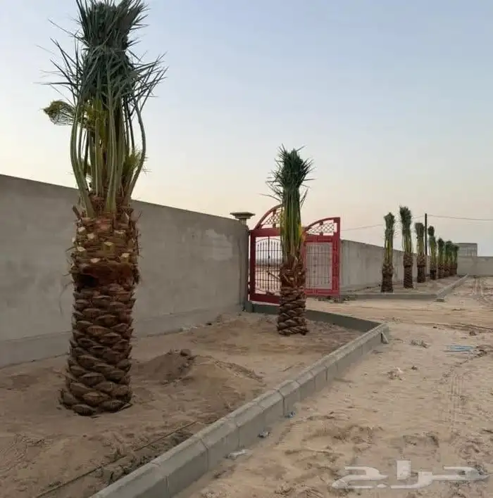 مشاءالله تبارك الله نخل طيب طالع بكره من القصيم 6