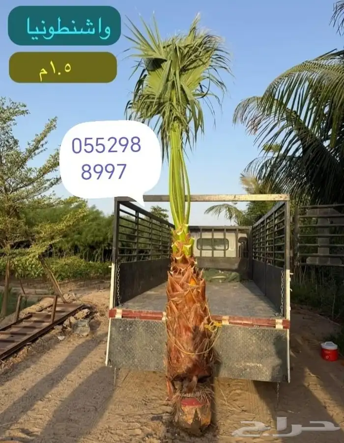 نخل عربي ونخل زينه 1
