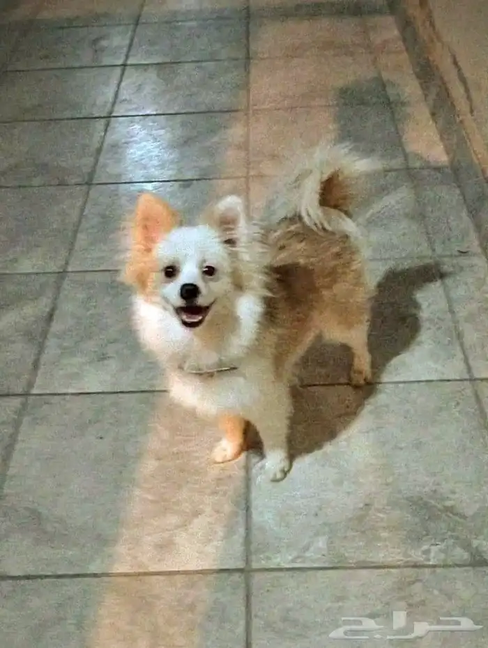 كلب بومرينيان راح الله يبارك للي شراه 0