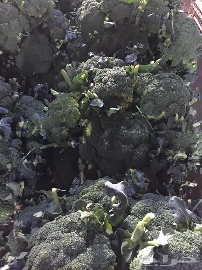 شركة توريد خضار وفواكة 4