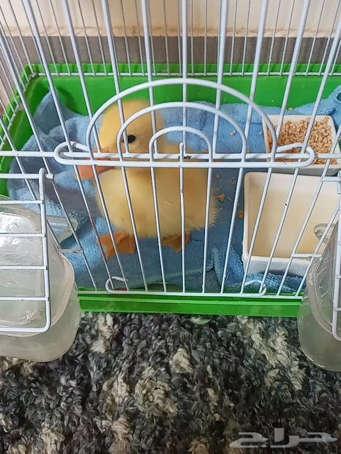 بطه صغيره بكيني للبيع 0
