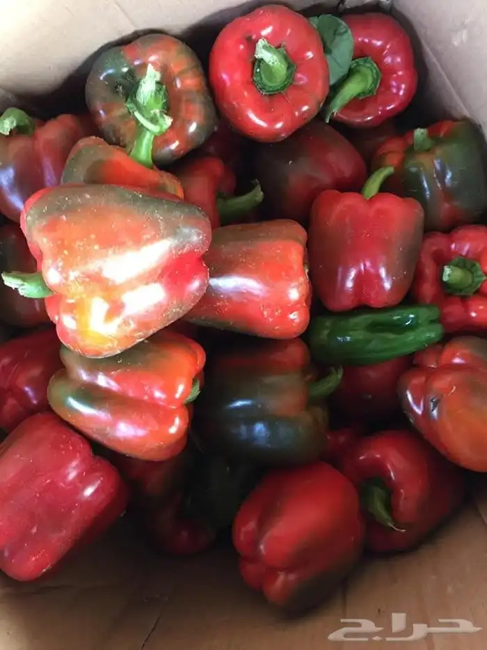 شركة توريد خضار وفواكة 3