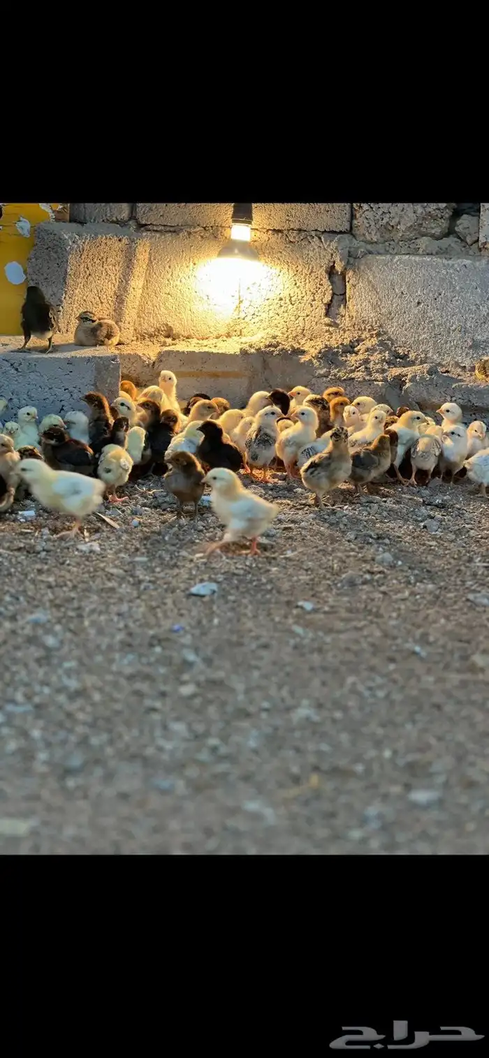 صوص عمر عشره ايام 3