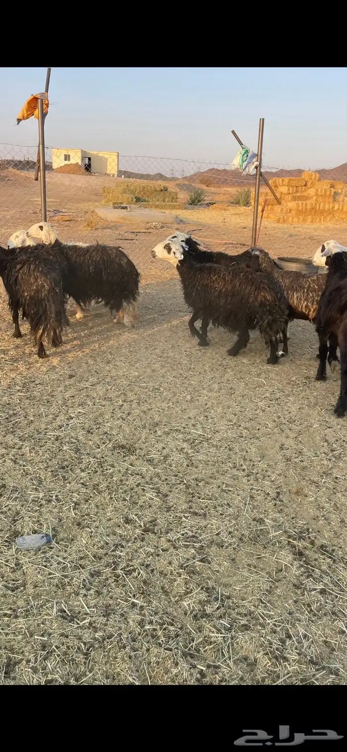 ضان نجد دفيع ومضاريع للبيع الحد 950 2