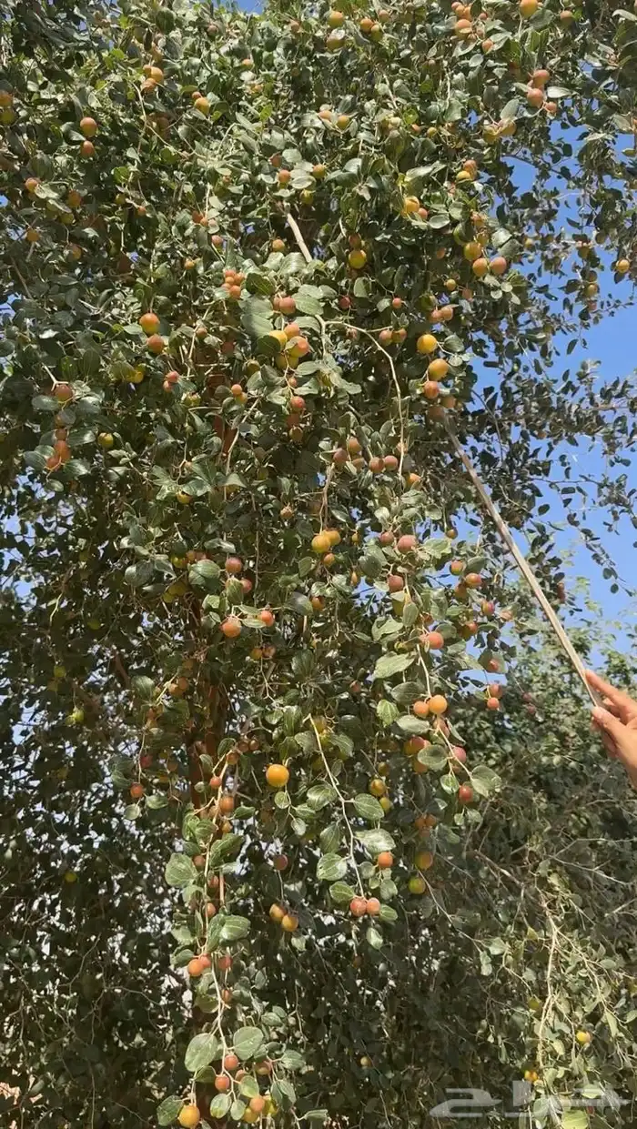 بذور وشتلات سدر بلدي الكيلو ب35 3