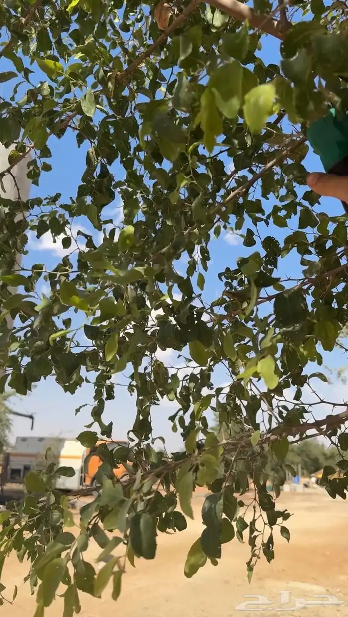 بذور وشتلات سدر بلدي الكيلو ب35 5