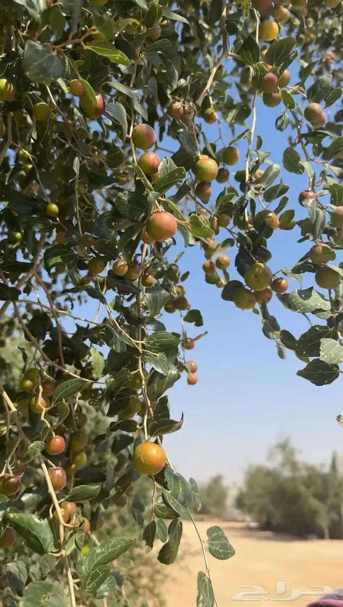 بذور وشتلات سدر بلدي الكيلو ب35 4