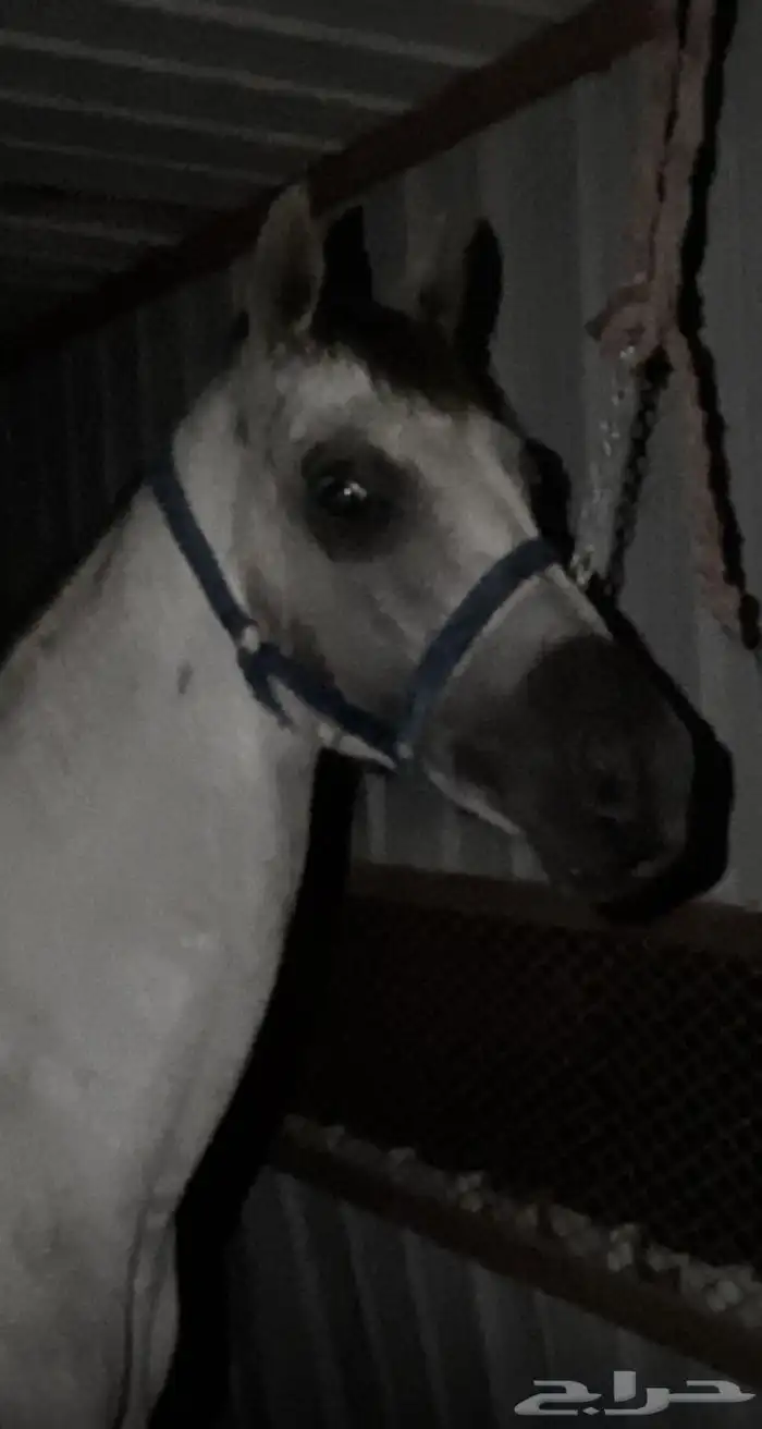 خيل شعبي 0