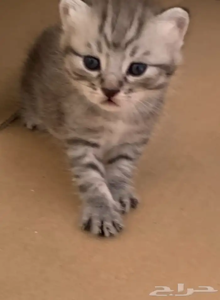 قطط صغيره للبيع 1