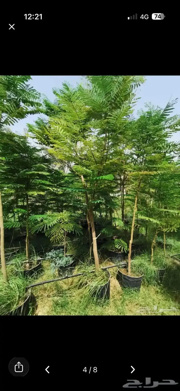 الأشجار 4