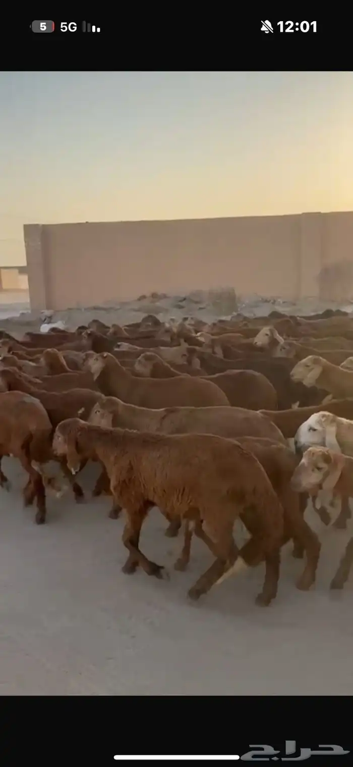 سواكن حمري 76راس 1